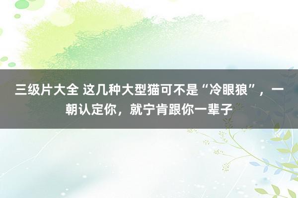 三级片大全 这几种大型猫可不是“冷眼狼”，一朝认定你，就宁肯跟你一辈子